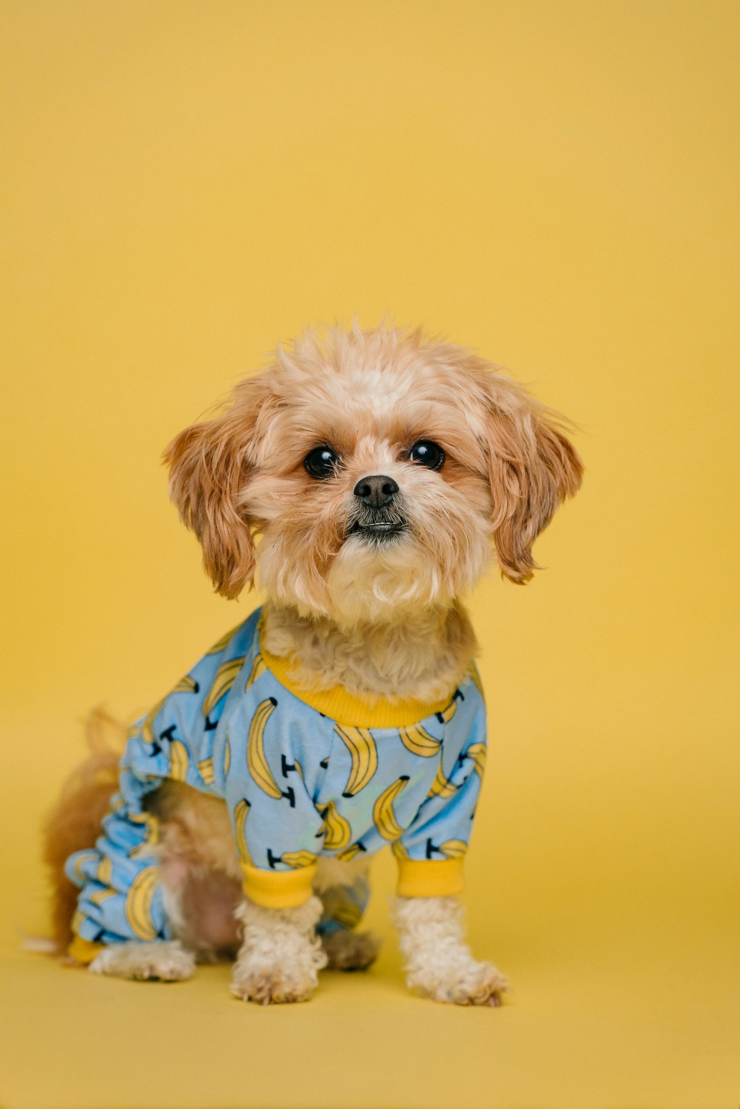 Mobile Shopping for Pet Owners Made Easy
