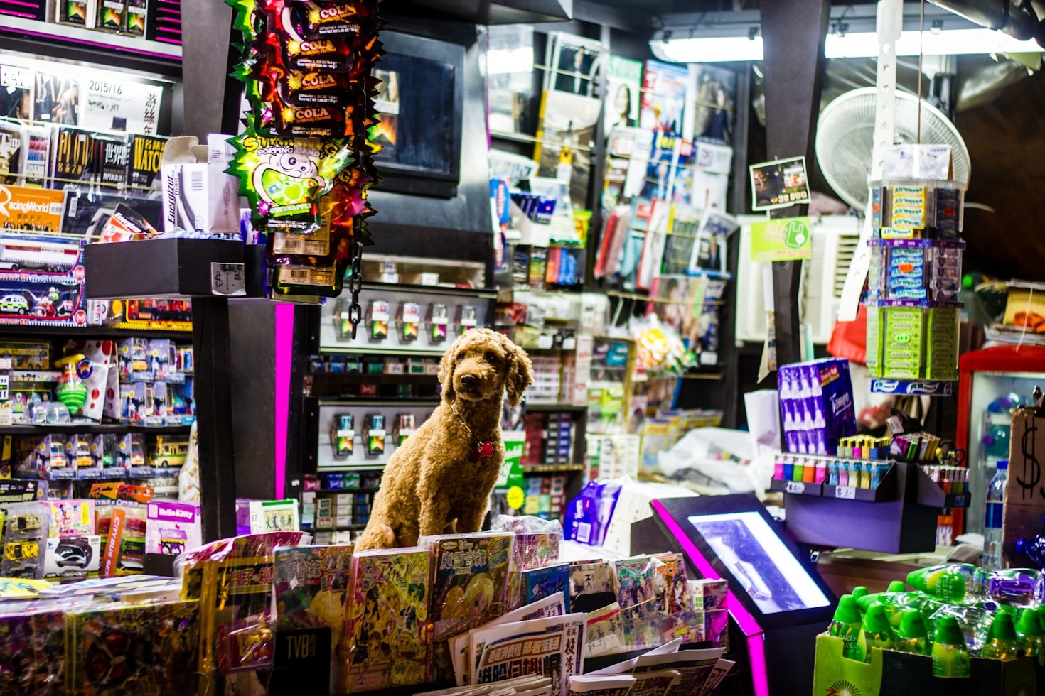 How to Read Pet Food Labels Like a Pro
