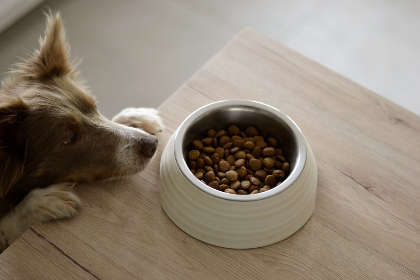 The Benefits of High-Quality Pet Products